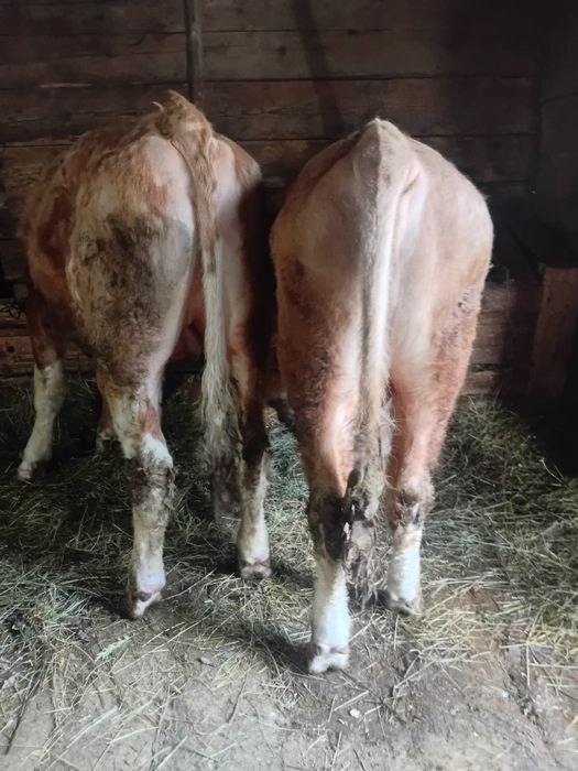 Taurus baltata romaneasca