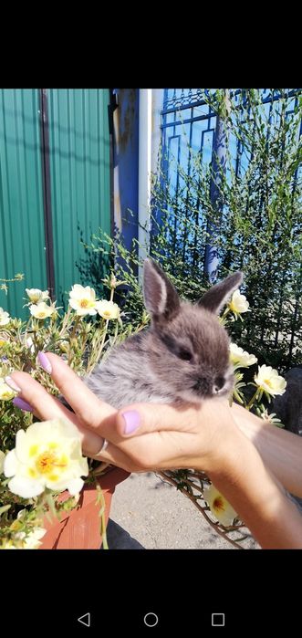 Кролик декоративный