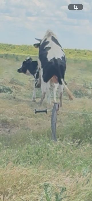 Vaci cu vitei de vanzare