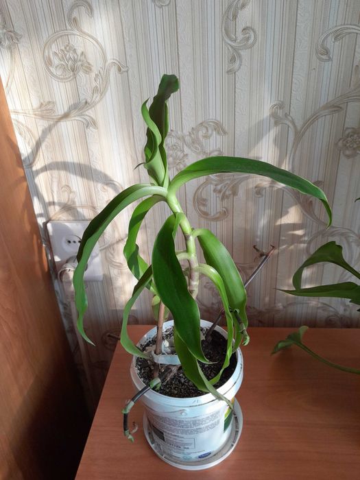 Золотой ус продам