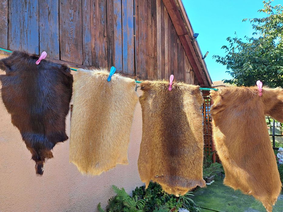 Blanuri naturale de nutrie diverse culori - Stare excelenta