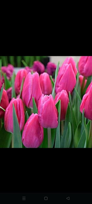 Тьюльпаны с теплицы