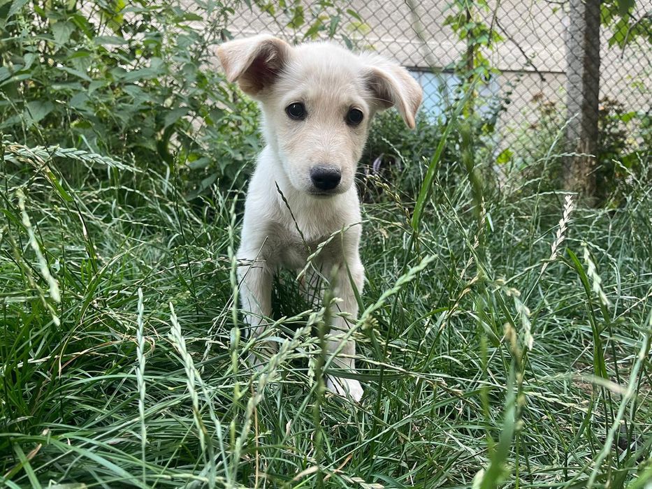 Подаряват се кутрета