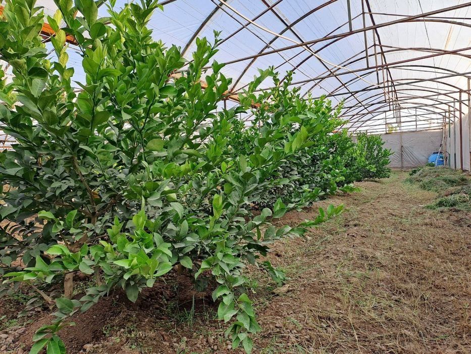 Дчний зона 36 сотки, миндали,18 лимонария