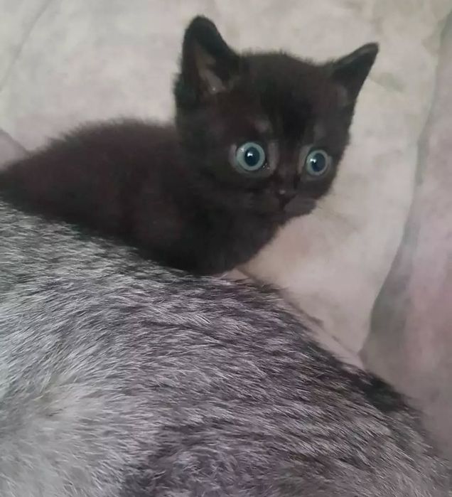 Мальчики британские в окоесе черный дым, 1.5 мес ходят в лоток, есть д