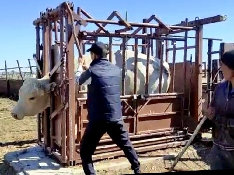 Раскол фиксатор для КРС, лошадей (жылқыға,  малға)