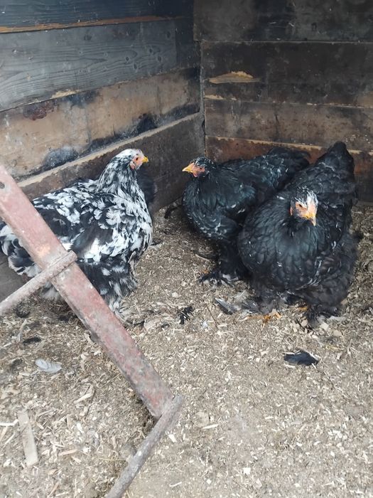 Gaini si pui Cochinchina urias negru bobat