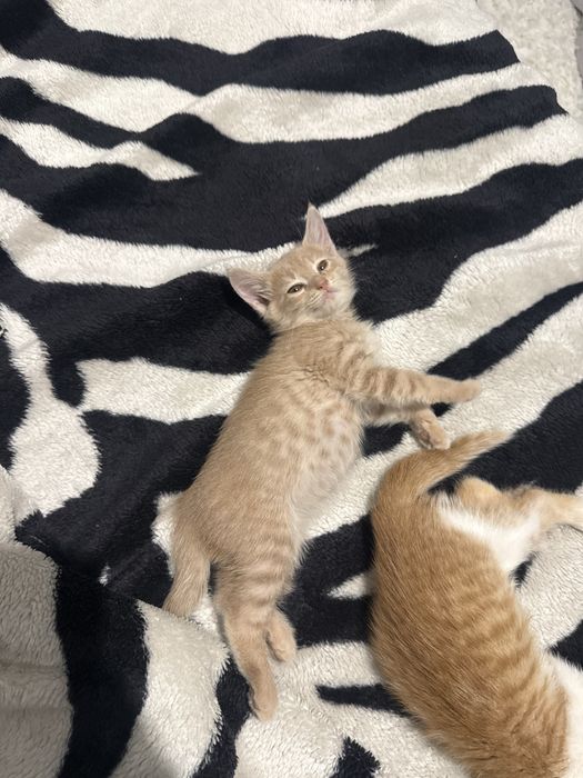 Отдам в добрые руки котенка