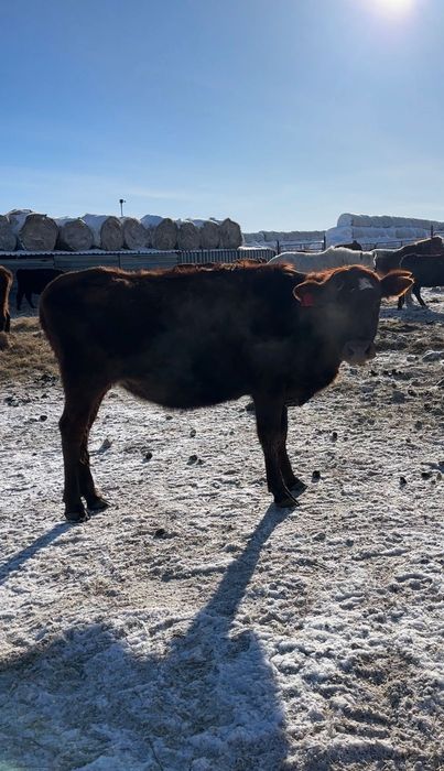 Тёлки 5 голов стельные