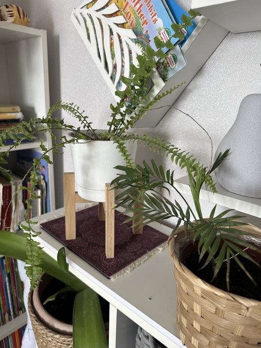 Комнатные цветы укоренившиеся