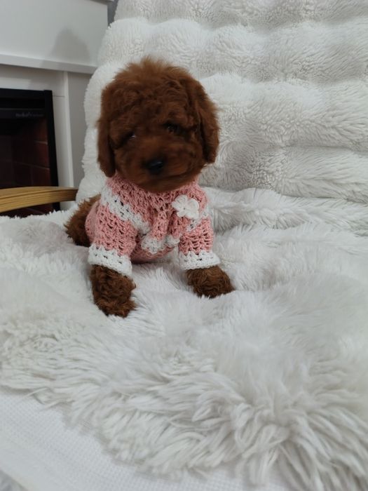 Disponibila femela pudel talie mica