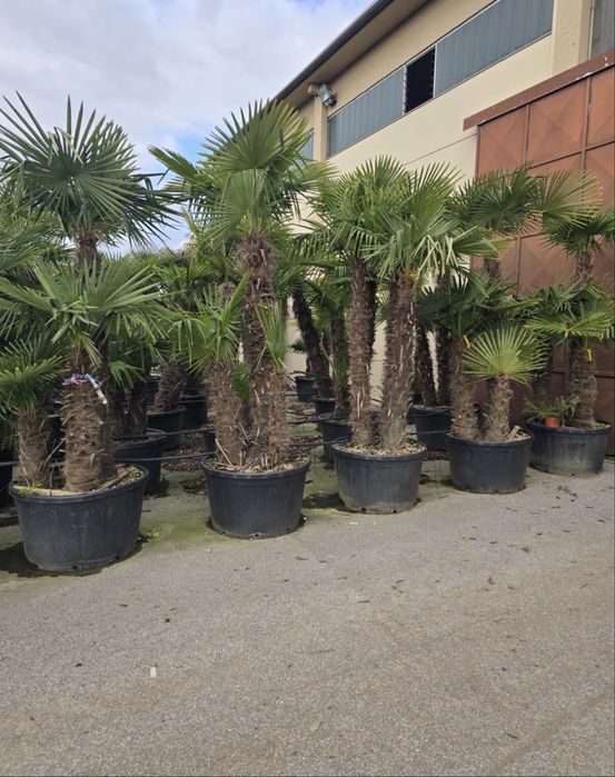 Vand plante ornamentale diferite specii de calitate extra