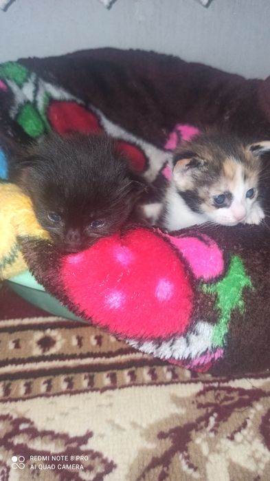 Мысыктын баласы.