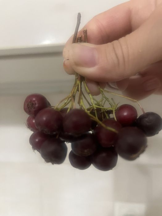 Продам боярку со своего крестьянского хозяйства