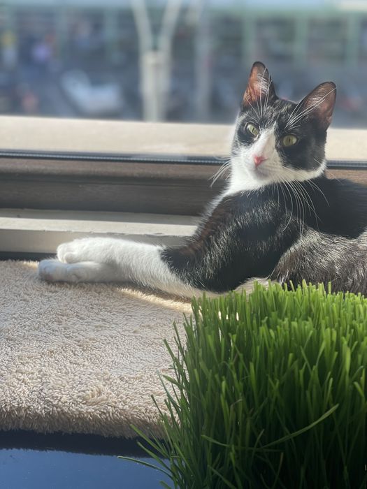 Adoptie pisica/motan 2 ani