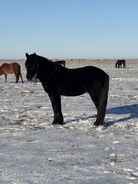 Айғыр сатылады 5-жаста