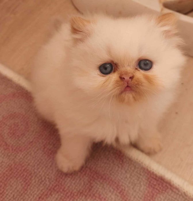 Персийско котенце