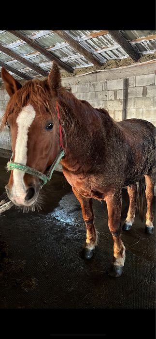Продам молодого жеребца, айгыра