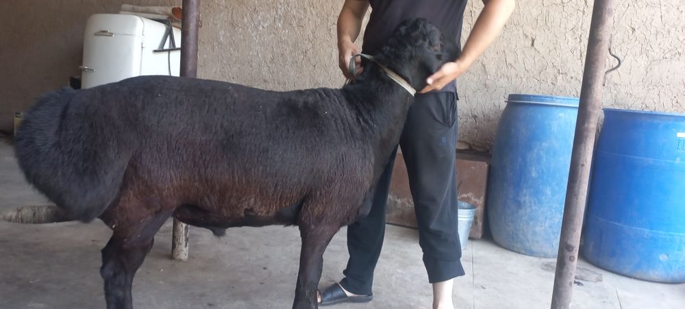 Кучкор сотилади суйиб берамиз 130 мингдан кг