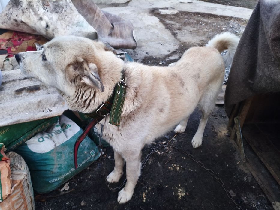 Хаски тәрізді ит,еркек.