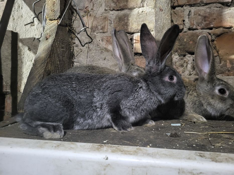 Продам кроликов...