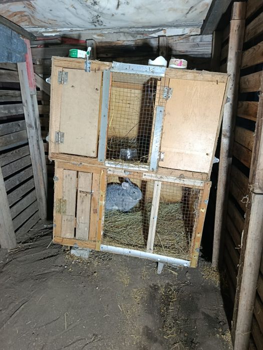 Продам кроликов великаны