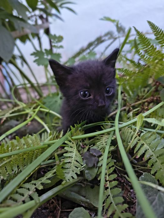 Отдаем котят в добрые руки
