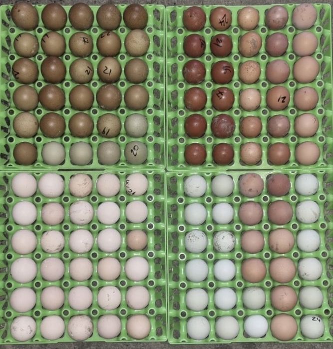 Ouă incubat ( metis )