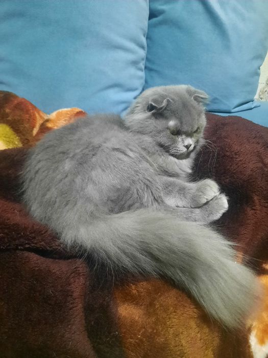 skottish fold o'g'il sotiladi