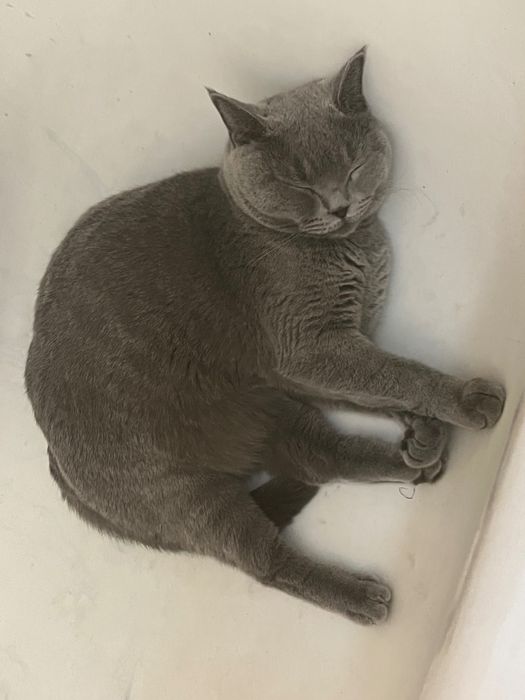 Отдам кота в добрые руки
