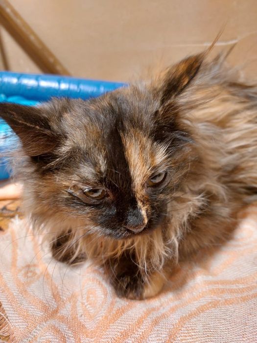 Котенок беспоатно