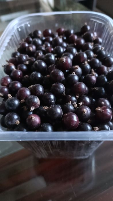 Продам денежное дерево