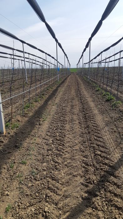 Taieri pomi fructiferi Tai pomi