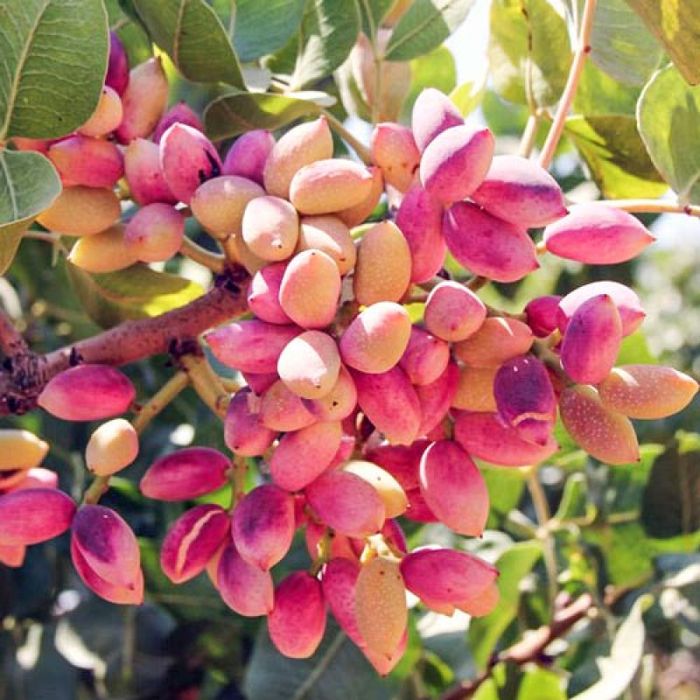 Pomi fructiferi exotici:  Fistic ( arborele de fistic )