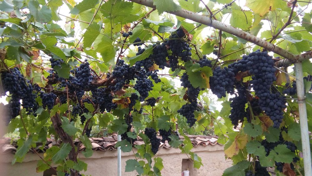 продавам къща с. Ново  Янково