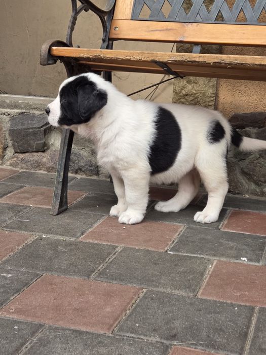 Ciobanesc Asia centrala