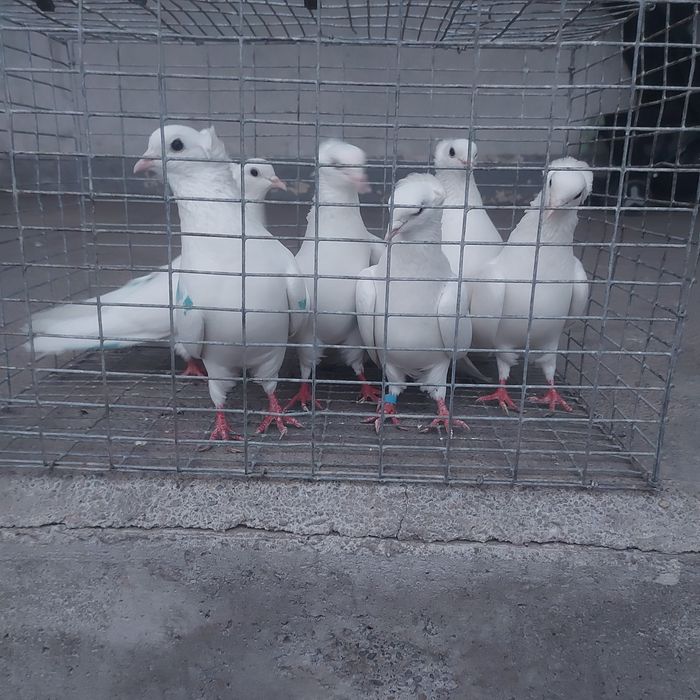 Бели чубати бакинцы лет с игрой