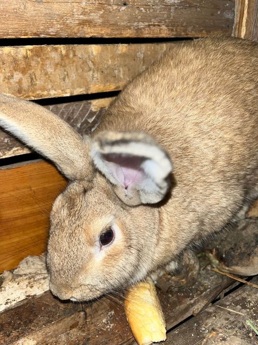 Продам рабочего крола