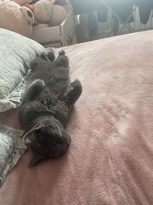 Отдам Кота в Добрые руки