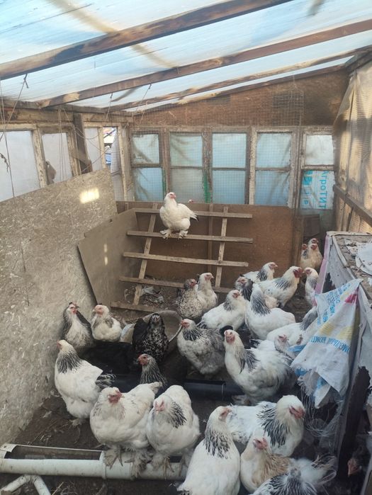 Куры петухи брама