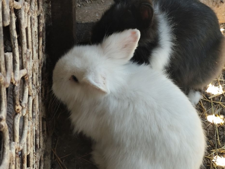 Vînd iepurași pitici.