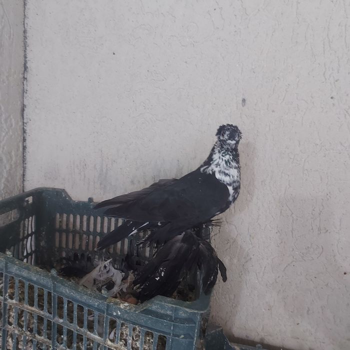 Соч чубати самец лет игра гребля