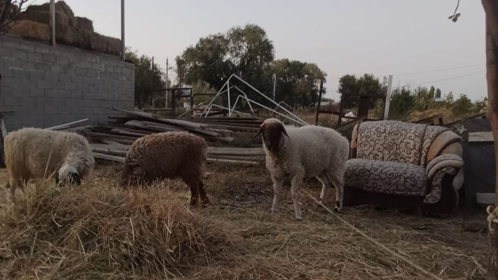 Қой қозы сатылады срочно