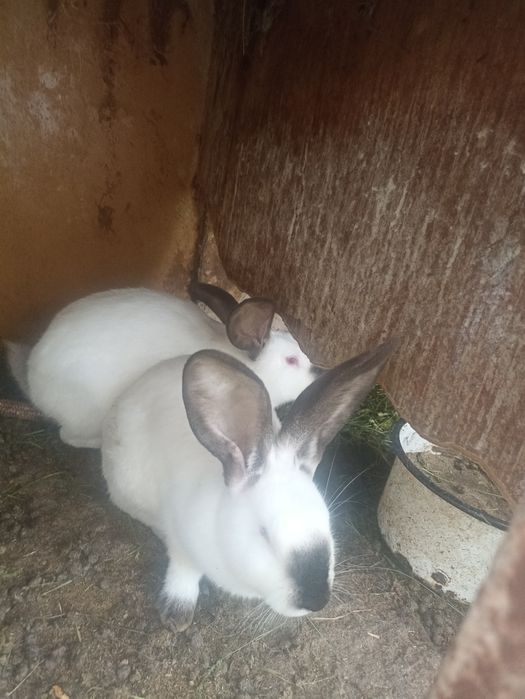 Vând iepuroi uriaș de Transilvania