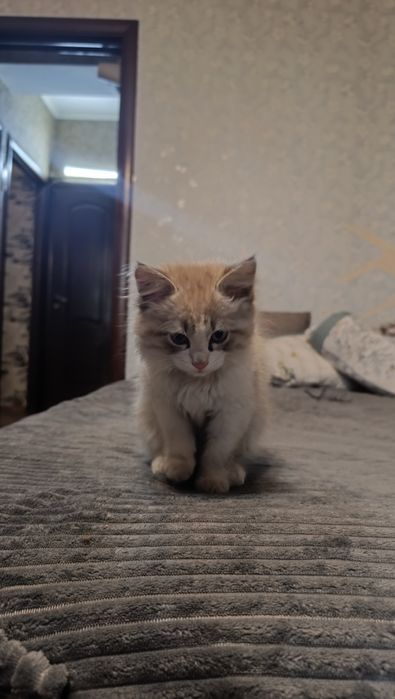 Кошечка в добрые руки