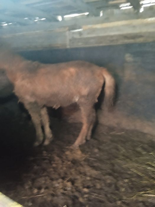 Продам лошадь на откорме