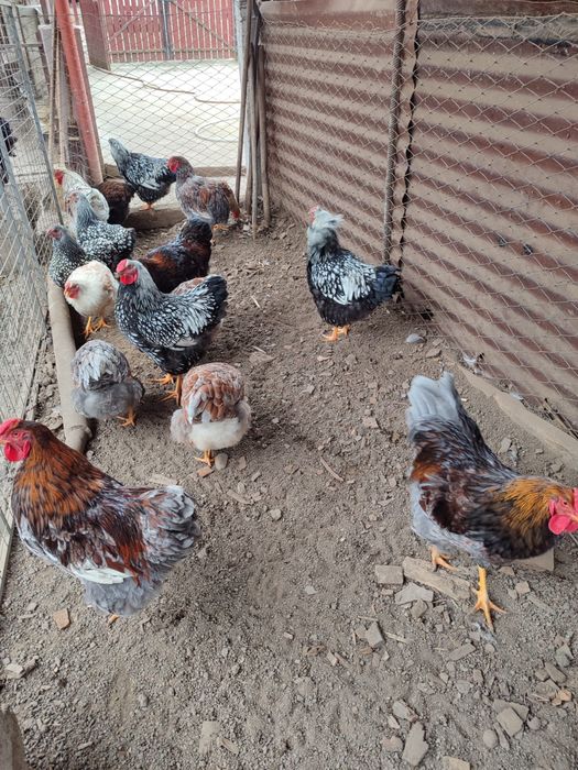 Cocosi /gaini Wyandotte 2025