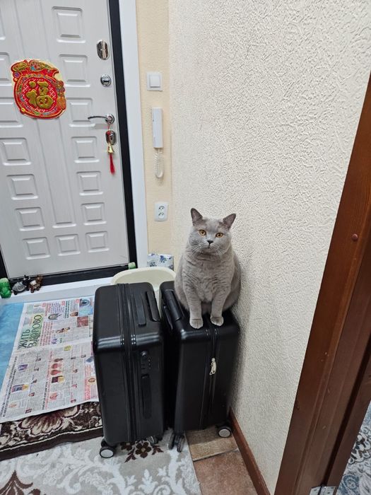 Продаются 2 чемодана одинаковых, по 5000тг каждая