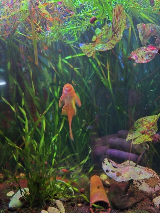 Продам молодых самок Анцитруса Super Red