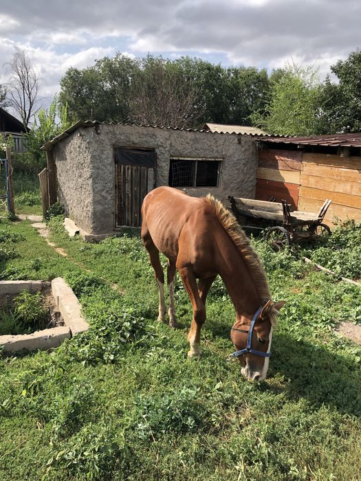 Тай сатылады ……..